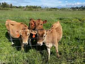 Little Island Creamery Cows